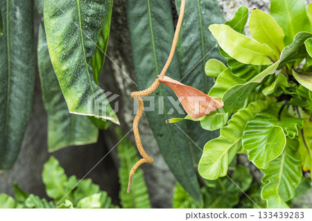 原生紅掌花 原生紅掌花 133439283