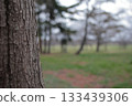 公園樹的樹皮 133439306