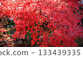 Japanese maple bright red in autumn Japanese maple bright red in autumn 133439335