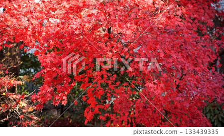 Japanese maple bright red in autumn Japanese maple bright red in autumn 133439335