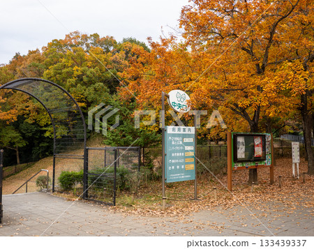The central entrance of 21st Century Forest and Plaza (Matsudo City, Chiba Prefecture) where the trees change color in late autumn The central entrance of 21st Century Forest and Plaza (Matsudo City, Chiba Prefecture) where the trees change color in late autumn 133439337