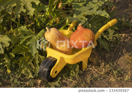 Two pumpkins placed inside a yellow toy wheelbarrow surrounded by green foliage. The warm sunlight creates an autumn harvest mood, emphasizing natural textures and vibrant colors. Two pumpkins placed inside a yellow toy wheelbarrow surrounded by green foliage. The warm sunlight creates an autumn harvest mood, emphasizing natural textures and vibrant colors. 133439367