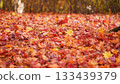 Carpet of autumn leaves Carpet of autumn leaves 133439379