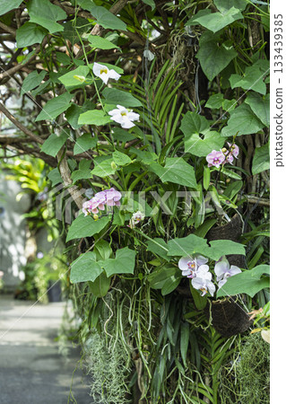 附生蘭花生長在茂盛的綠植中 附生蘭花生長在茂盛的綠植中 133439385