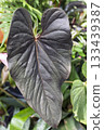 Giant leaves of the original Anthurium Giant leaves of the original Anthurium 133439387