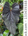 Giant leaves of the original Anthurium Giant leaves of the original Anthurium 133439388