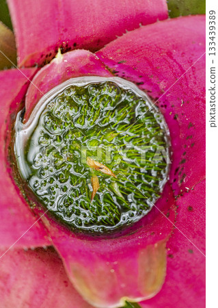 Water accumulated in Neoregelia Water accumulated in Neoregelia 133439389