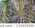 Houseplant Dracaena leaves Houseplant Dracaena leaves 133439390