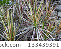 Houseplant Dracaena leaves Houseplant Dracaena leaves 133439391
