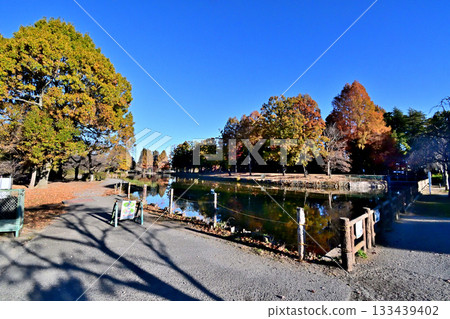 Ageo Maruyama Park in full autumn foliage 133439402