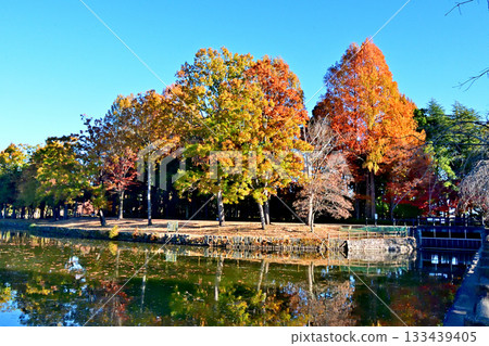 Ageo Maruyama Park in full autumn foliage 133439405