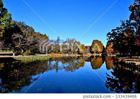 Ageo Maruyama Park in full autumn foliage 133439406