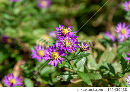 Purple cornflower, also known as narrow-leaved cornflower [Nokongiku] 133439488