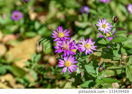 Purple cornflower, also known as narrow-leaved cornflower [Nokongiku] 133439489