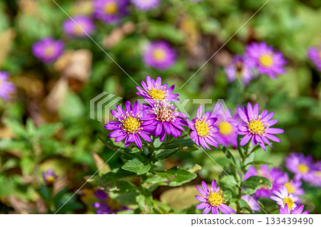 Purple cornflower, also known as narrow-leaved cornflower [Nokongiku] 133439490