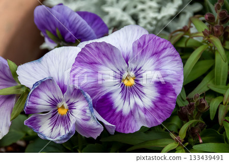 Viola flower, or pansy in horticulture [Violaceae family, genus Viola] 133439491