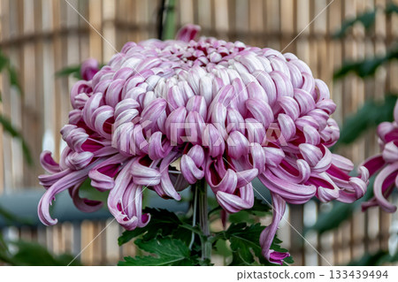 淡紫色菊花（菊花）的美麗[背景資料] 133439494