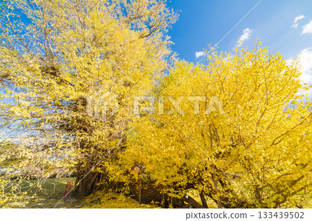 "Aomori Prefecture" Ginkgo tree in Ginkgo-Kikubo 133439502