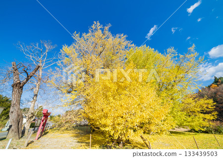 "Aomori Prefecture" Ginkgo tree in Ginkgo-Kikubo 133439503