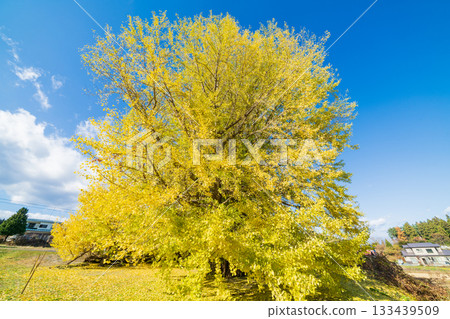 "Aomori Prefecture" Ginkgo tree in Ginkgo-Kikubo "Aomori Prefecture" Ginkgo tree in Ginkgo-Kikubo 133439509