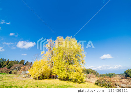 "Aomori Prefecture" Ginkgo tree in Ginkgo-Kikubo "Aomori Prefecture" Ginkgo tree in Ginkgo-Kikubo 133439511