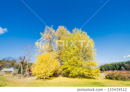 "Aomori Prefecture" Ginkgo tree in Ginkgo-Kikubo 133439512