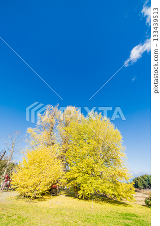 "Aomori Prefecture" Ginkgo tree in Ginkgo-Kikubo "Aomori Prefecture" Ginkgo tree in Ginkgo-Kikubo 133439513