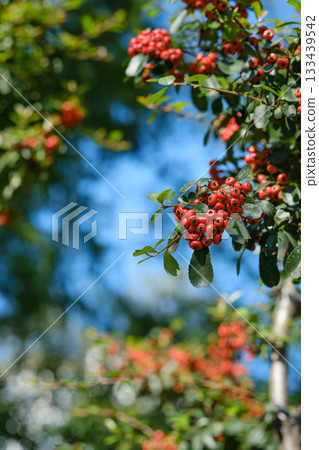 秋日藍天和陽光下的火棘果 秋日藍天和陽光下的火棘果 133439542