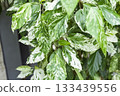 Beautiful variegated leaves Beautiful variegated leaves 133439556