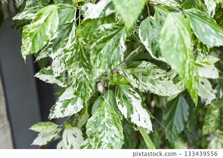 Beautiful variegated leaves Beautiful variegated leaves 133439556
