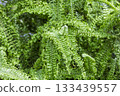 Fern wet to the rain Fern wet to the rain 133439557