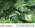 Large variegated leaves of the Araceae family Large variegated leaves of the Araceae family 133439558