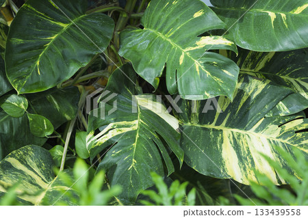 Large variegated leaves of the Araceae family Large variegated leaves of the Araceae family 133439558