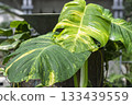 Large variegated leaves of the Araceae family Large variegated leaves of the Araceae family 133439559
