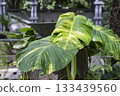 Large variegated leaves of the Araceae family Large variegated leaves of the Araceae family 133439560