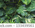 Large variegated leaves of the Araceae family Large variegated leaves of the Araceae family 133439561