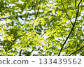 Fresh leaves of young leaves shining in light Fresh leaves of young leaves shining in light 133439562