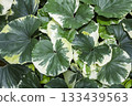 Beautiful variegated leaves Beautiful variegated leaves 133439563