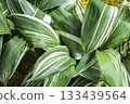 Large variegated leaves Large variegated leaves 133439564
