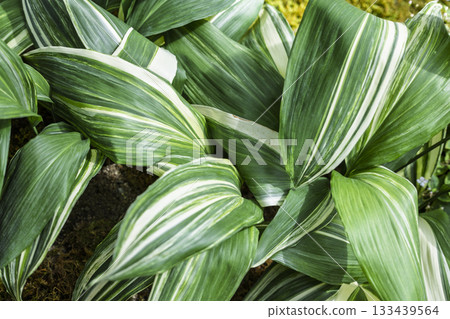 Large variegated leaves Large variegated leaves 133439564