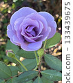 一朵形狀優美、花朵呈紫色的美麗玫瑰。 133439675