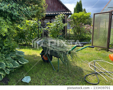 Garden wheelbarrow filled with freshly cut grass in backyard 133439701