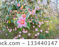 Photographing the elegantly blooming spring camellias at Shokado Park in Yawata City, Kyoto Prefecture 133440147