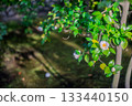 Photographing the elegantly blooming spring camellias at Shokado Park in Yawata City, Kyoto Prefecture 133440150