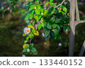 Photographing the elegantly blooming spring camellias at Shokado Park in Yawata City, Kyoto Prefecture 133440152