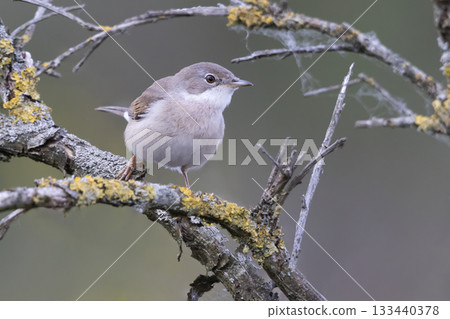 Common whitethroat perched on a mossy branch in the Netherlands during early morning light Common whitethroat perched on a mossy branch in the Netherlands during early morning light 133440378