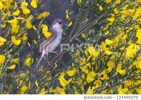 Common whitethroat perched on a common broom in full bloom in the Netherlands during springtime Common whitethroat perched on a common broom in full bloom in the Netherlands during springtime 133440379