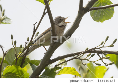 Common whitethroat sings from a branch in a Dutch garden during springtime 133440381