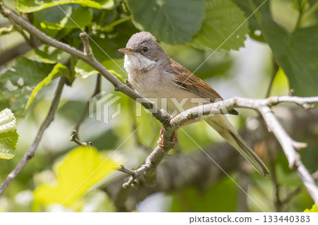 Common whitethroat perched among green leaves in a tranquil Dutch landscape Common whitethroat perched among green leaves in a tranquil Dutch landscape 133440383