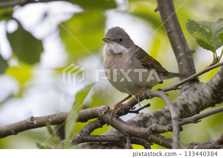 Common whitethroat perched among green leaves in a tranquil Dutch landscape 133440384